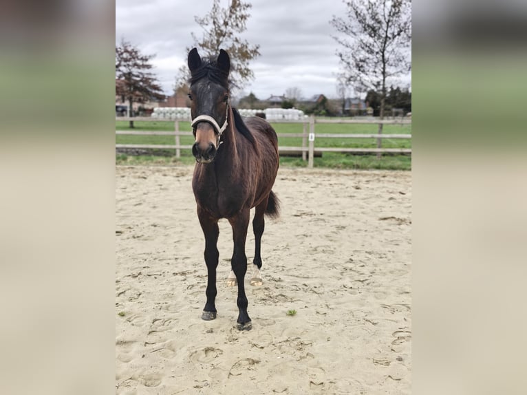 New Forest Stallone 1 Anno 148 cm Baio scuro in Willebroek