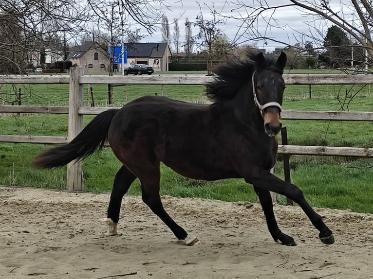 New Forest Stallone 1 Anno 148 cm Baio scuro in Willebroek