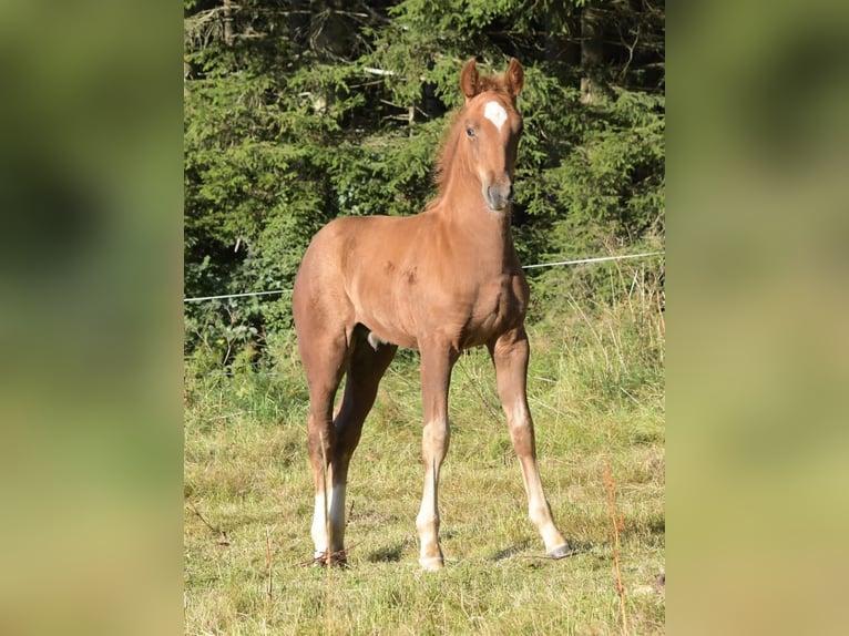 New Forest Stallone 1 Anno 148 cm Sauro scuro in Vittsjö