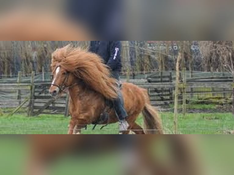 New Forest Stallone 1 Anno Falbo in Maria Hoop