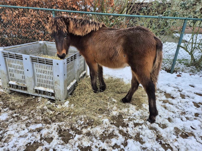 New Forest Stallone 1 Anno Falbo in Maria Hoop