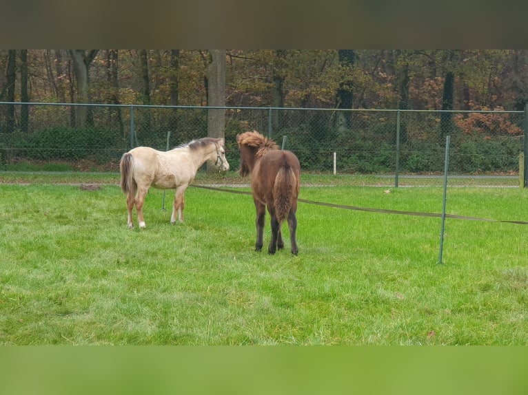 New Forest Stallone 1 Anno Falbo in Maria Hoop