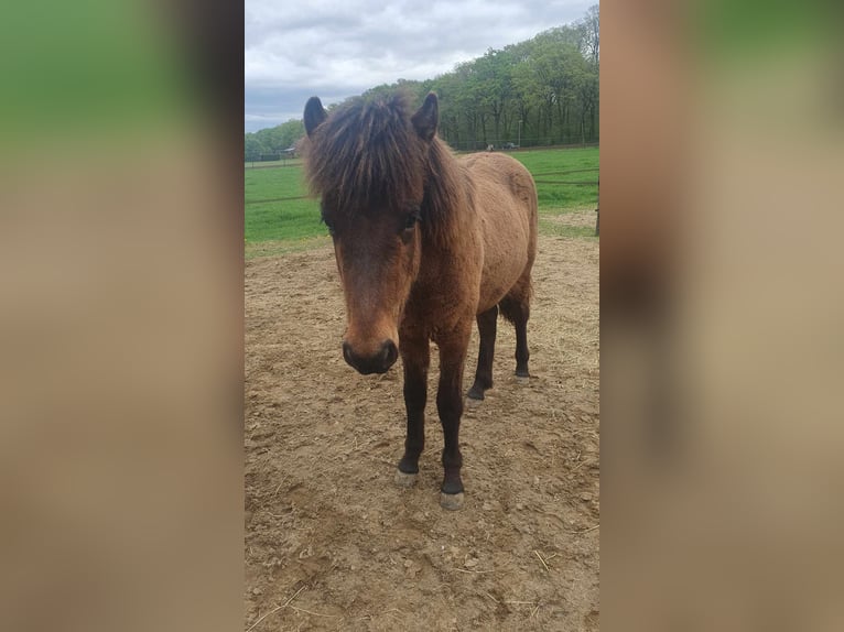 New Forest Stallone 1 Anno Falbo in Maria Hoop