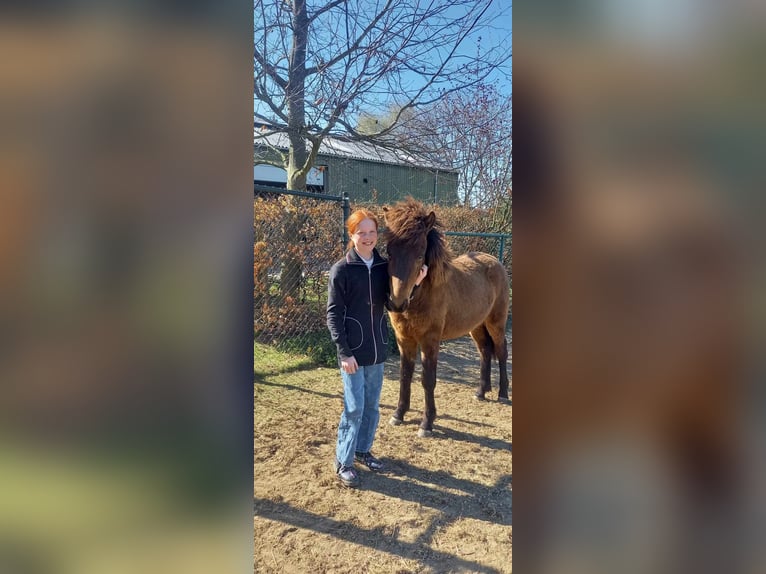 New Forest Stallone 1 Anno Falbo in Maria Hoop