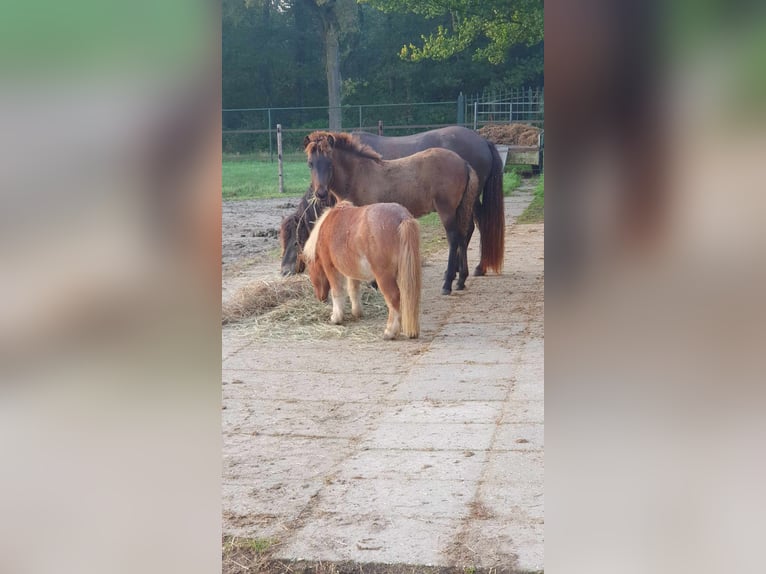 New Forest Stallone 1 Anno Falbo in Maria Hoop
