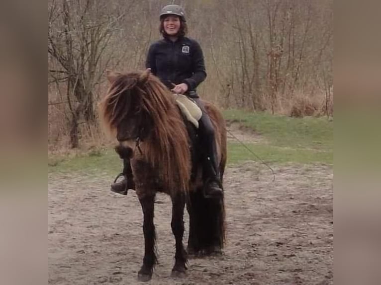 New Forest Stallone 1 Anno Falbo in Maria Hoop