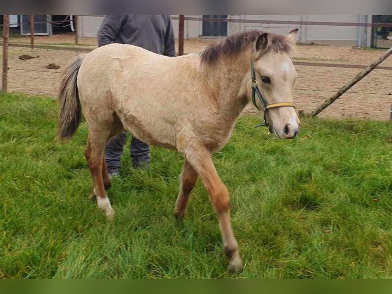 New Forest Stallone 1 Anno Falbo in Maria Hoop