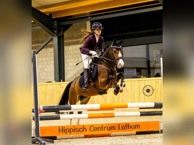 New Forest Stallone 2 Anni 136 cm Baio in Aalsmeer