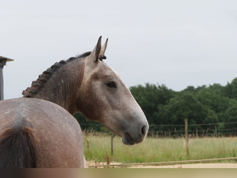 New Forest Mix Stallone 2 Anni 155 cm Grigio in Mas-Grenier
