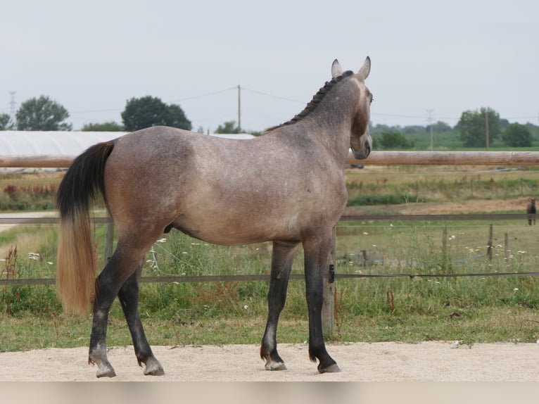 New Forest Mix Stallone 2 Anni 155 cm Grigio in Mas-Grenier