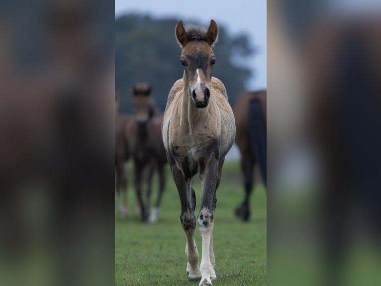 New Forest Stallone Puledri (05/2026) Baio scuro in Haaksbergen