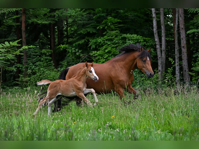 New Forest Stallone Puledri (05/2026)  in Vaassen