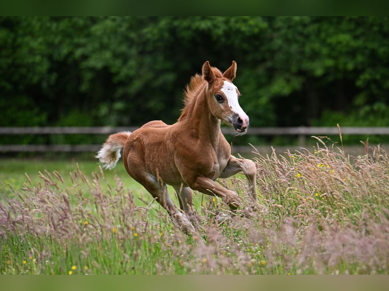 New Forest Stallone Puledri (05/2026)  in Vaassen