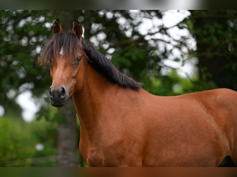 New Forest Stallone Puledri (05/2026)  in Vaassen
