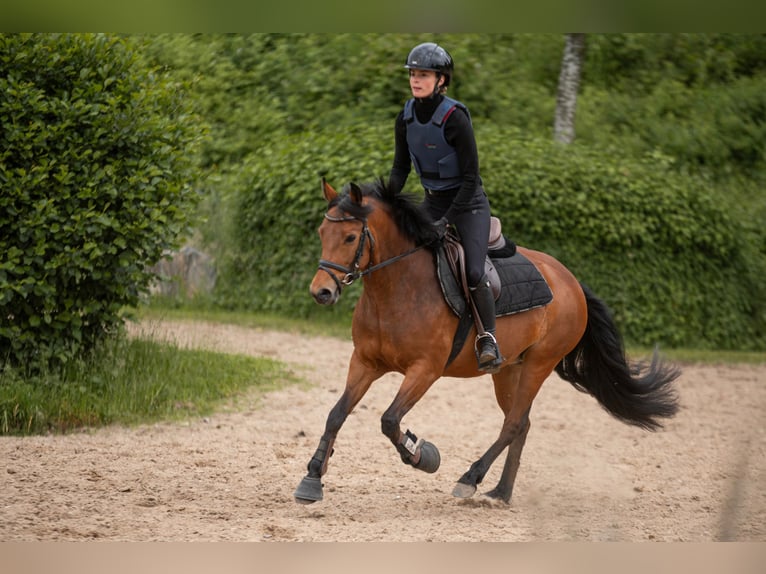 New Forest Sto 7 år 137 cm Brun in Dahme