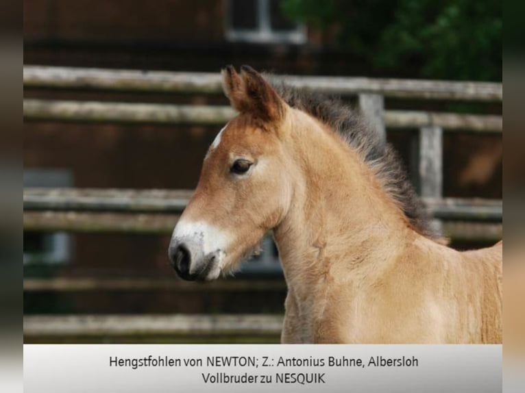 NEWTON Reńsko-niemiecki koń zimnokrwisty Ogier Formy Brown Falb in Warendorf