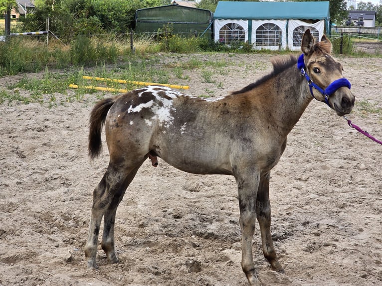 Niederländisches Kaltblut Mix Hengst Fohlen (04/2026) 162 cm Tigerschecke in Beekbergen