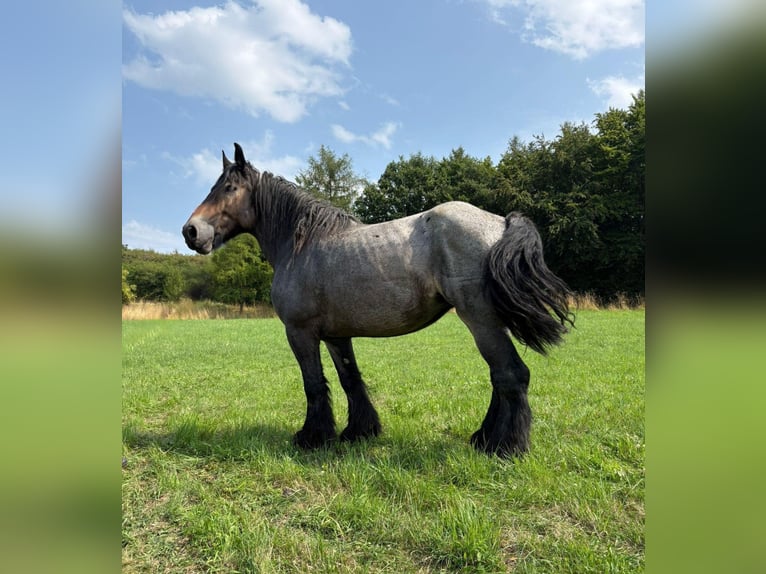 Niederländisches Kaltblut Stute 11 Jahre 170 cm Blauschimmel in Bad M&#xFC;nstereifel