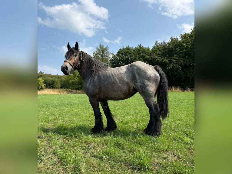 Niederländisches Kaltblut Stute 11 Jahre 170 cm Blauschimmel in Bad M&#xFC;nstereifel