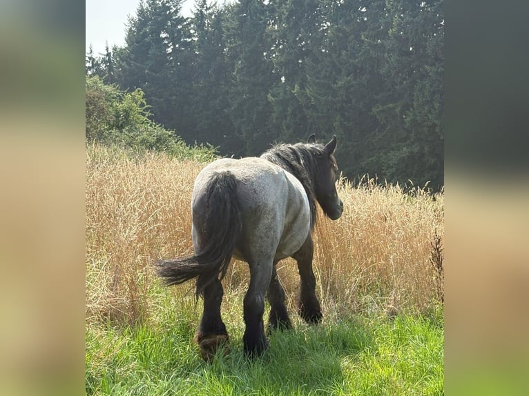 Niederländisches Kaltblut Stute 11 Jahre 170 cm Blauschimmel in Bad M&#xFC;nstereifel