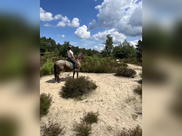 Niederländisches Kaltblut Mix Stute 5 Jahre 148 cm Roan-Red in Malden