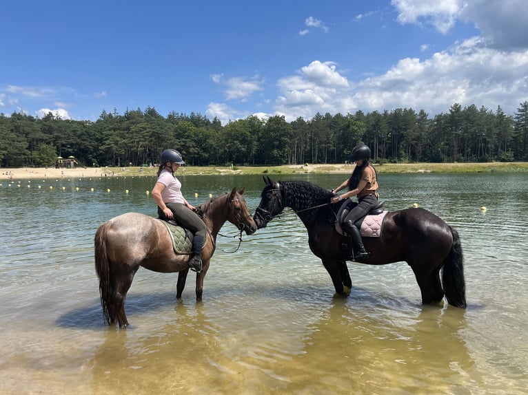 Niederländisches Kaltblut Mix Stute 5 Jahre 148 cm Roan-Red in Malden