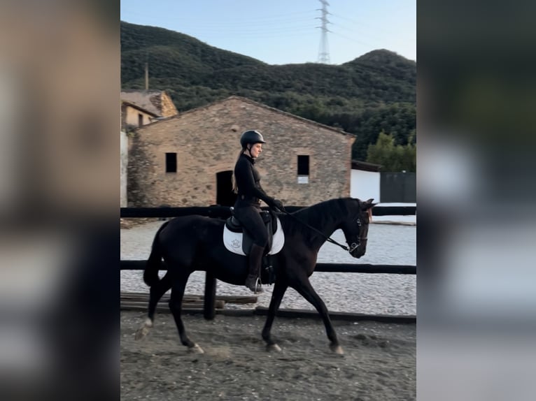 Niederländisches Kaltblut Stute 9 Jahre 166 cm Rappe in Conreria, La (Sant Fost Campcentelles)