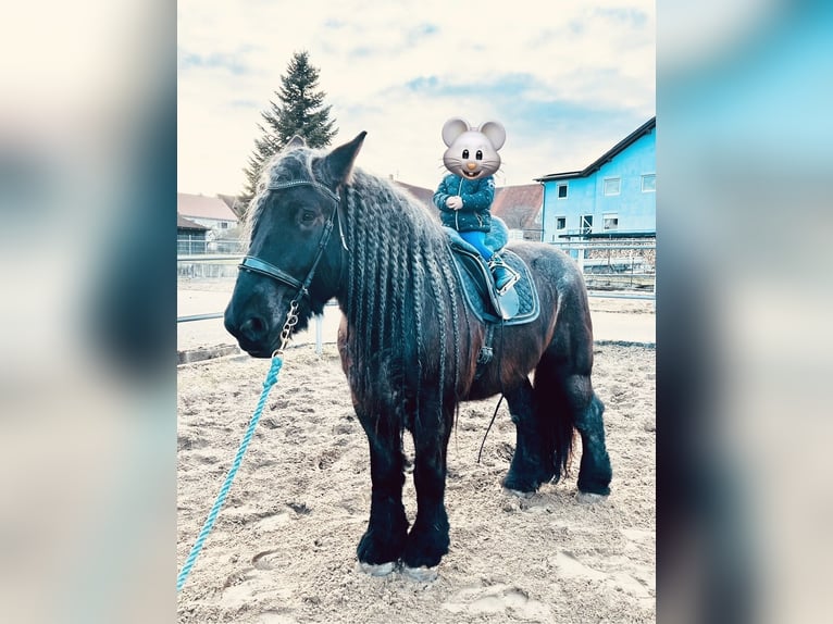 Niederländisches Kaltblut Wallach 10 Jahre 170 cm Blauschimmel in Grabenstetten