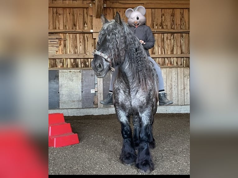Niederländisches Kaltblut Wallach 10 Jahre 170 cm Blauschimmel in Grabenstetten