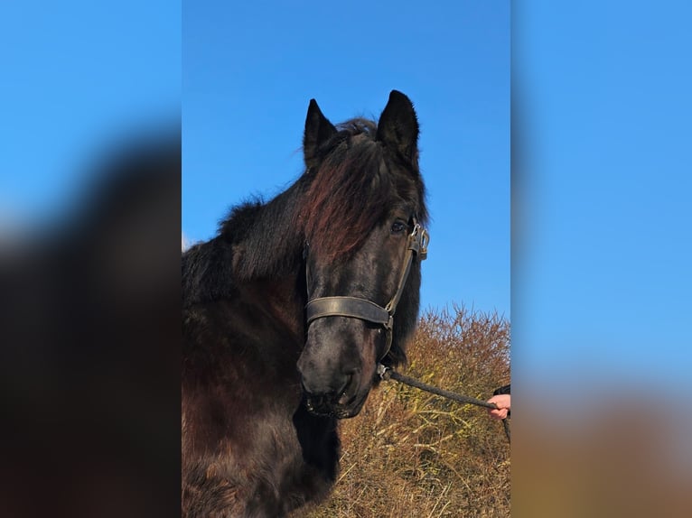 Niederländisches Kaltblut Wallach 14 Jahre Rappe in JuistJuist