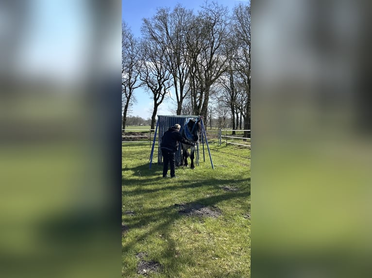 Niederländisches Kaltblut Wallach 4 Jahre 165 cm Blauschimmel in Großefehn Ostgroßefehn