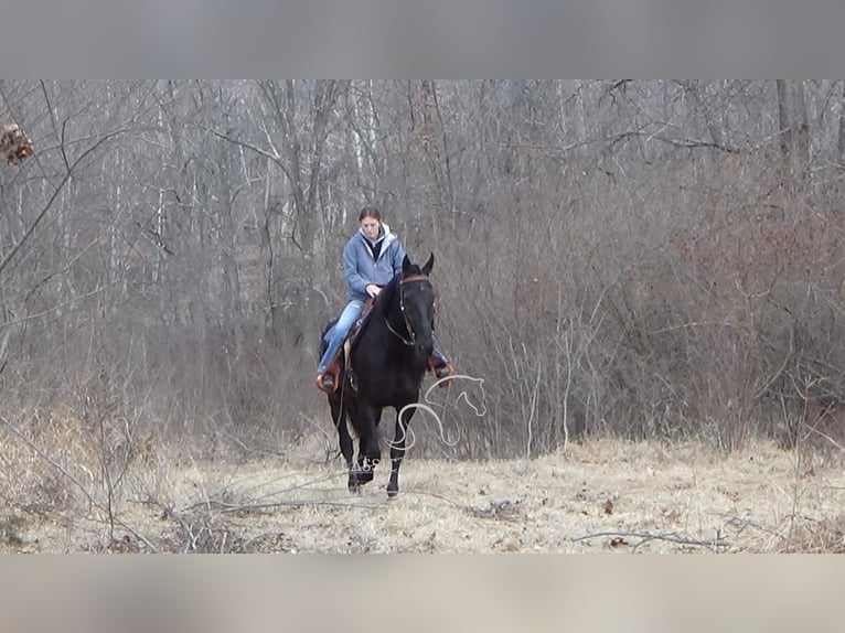 Niederländisches Kaltblut Wallach 9 Jahre 173 cm Rappe in Gettysburg, PA