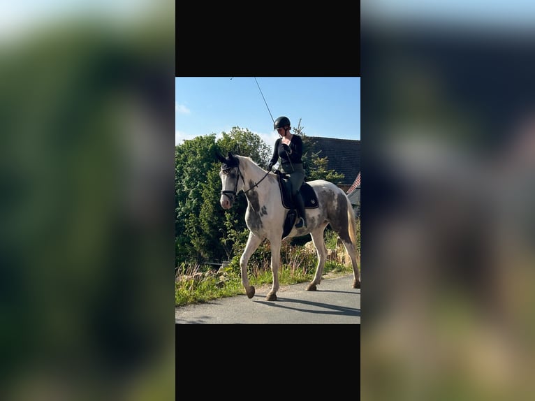 Niemiecka krew szlachetna Wałach 6 lat 186 cm Srokata in Schkölen