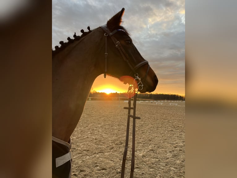 Niemiecki koń sportowy Klacz 10 lat 160 cm Ciemnogniada in Neustadt Dosse