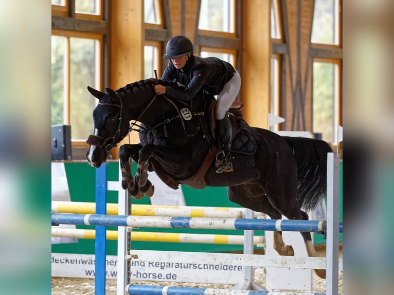 Niemiecki koń sportowy Klacz 10 lat 160 cm Skarogniada in Dörth