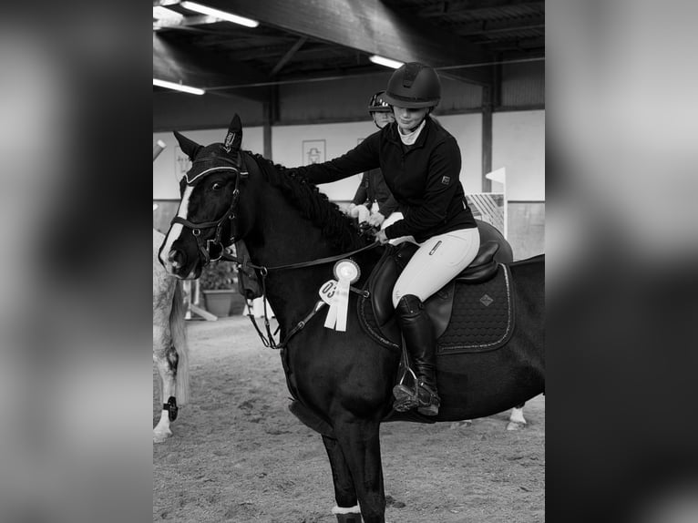 Niemiecki koń sportowy Klacz 10 lat 160 cm Skarogniada in DörthDörth