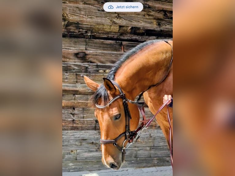 Niemiecki koń sportowy Klacz 10 lat 162 cm Gniada in Oppin