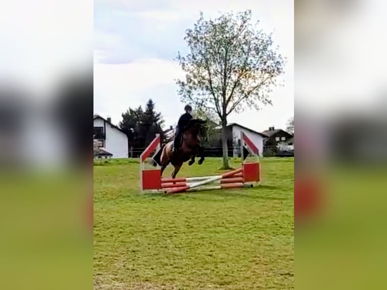 Niemiecki koń sportowy Klacz 10 lat 162 cm Gniada in Oppin