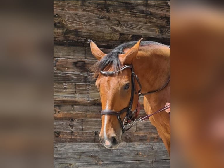 Niemiecki koń sportowy Klacz 10 lat 162 cm Gniada in Oppin