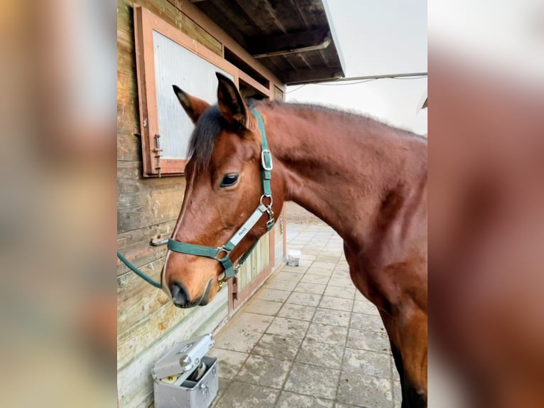 Niemiecki koń sportowy Klacz 10 lat 162 cm Gniada in Oppin