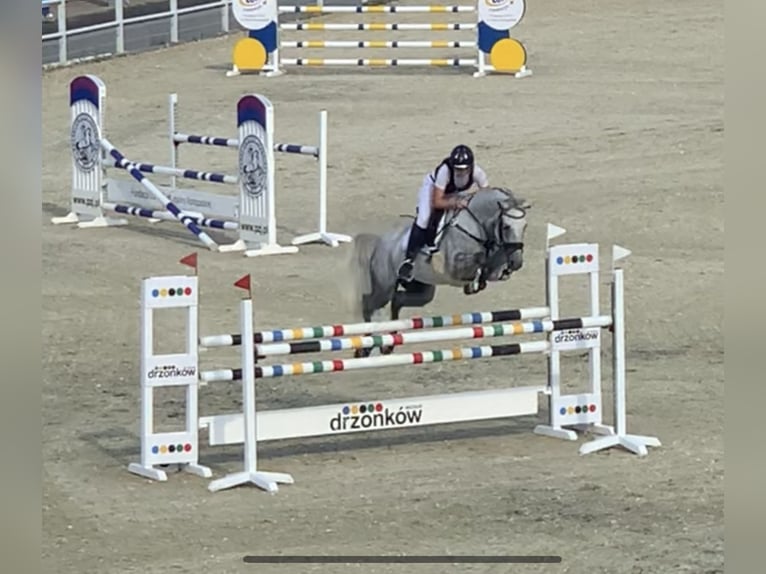 Niemiecki koń sportowy Klacz 10 lat 162 cm Siwa w hreczce in Ludwigsfelde