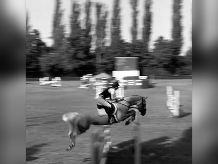 Niemiecki koń sportowy Klacz 10 lat 162 cm Siwa w hreczce in Ludwigsfelde