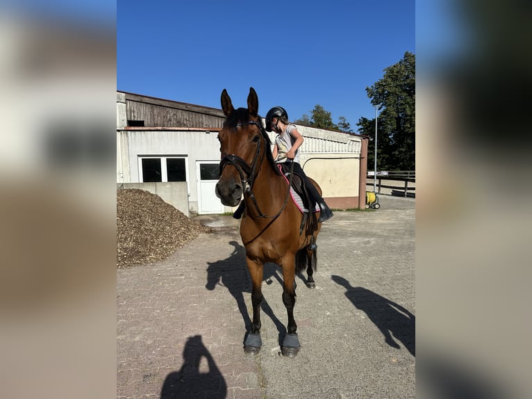Niemiecki koń sportowy Klacz 10 lat 163 cm Gniada in Fulda