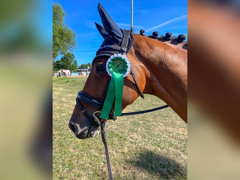 Niemiecki koń sportowy Klacz 10 lat 163 cm Gniada in Fulda Niemiecki koń sportowy Klacz 10 lat 163 cm Gniada in Fulda