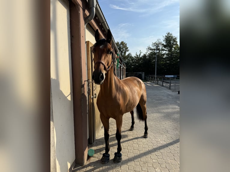 Niemiecki koń sportowy Klacz 10 lat 163 cm Gniada in Fulda Niemiecki koń sportowy Klacz 10 lat 163 cm Gniada in Fulda