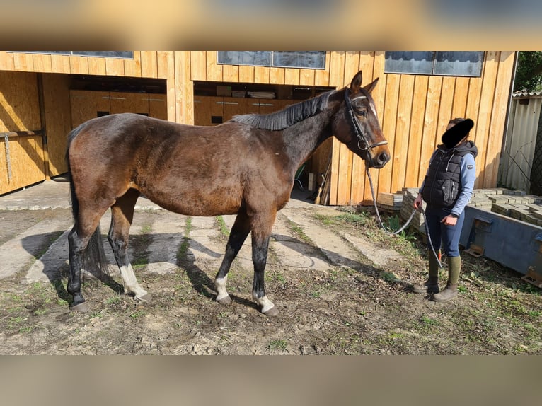 Niemiecki koń sportowy Klacz 10 lat 164 cm Ciemnogniada in Neustadt (Dosse)