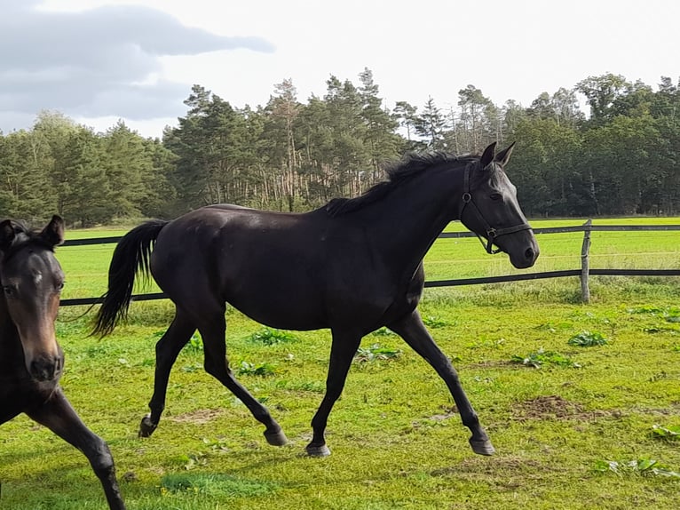 Niemiecki koń sportowy Klacz 10 lat 164 cm Kara in Wustrow