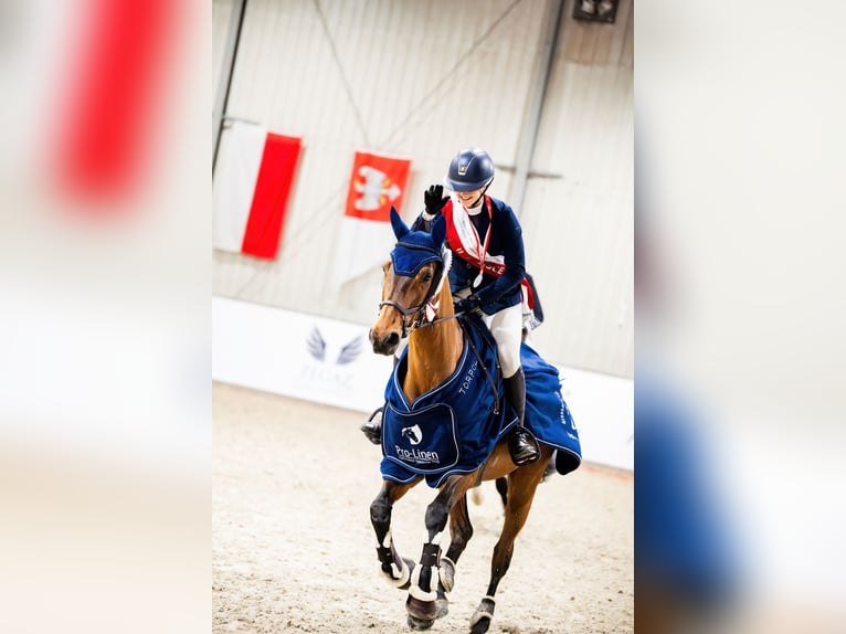 Niemiecki koń sportowy Klacz 10 lat 165 cm Gniada in Wrocław