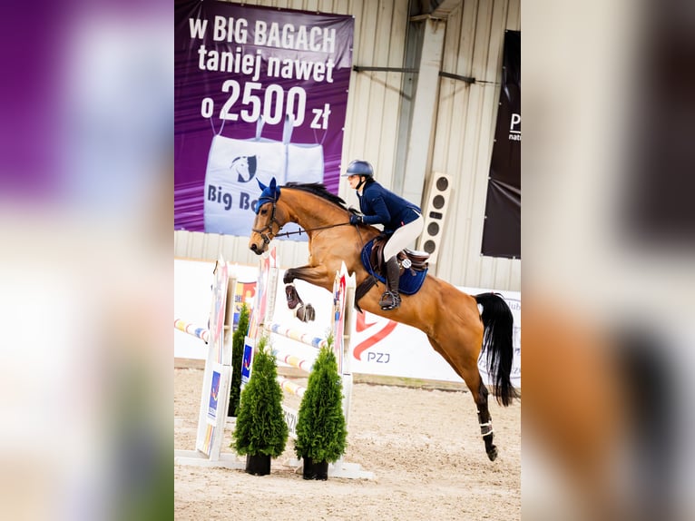 Niemiecki koń sportowy Klacz 10 lat 165 cm Gniada in Wrocław