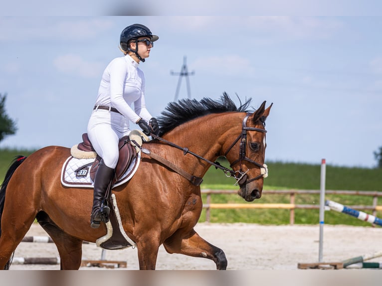 Niemiecki koń sportowy Klacz 10 lat 165 cm Gniada in Wrocław